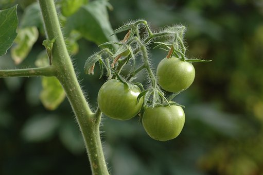 Green Tomatoes