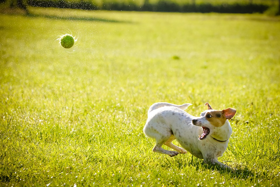 Atlanta Dog Playing