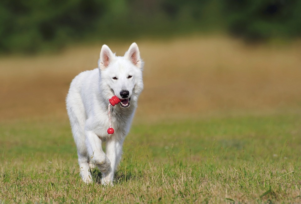 Dog Parks in Atlanata