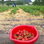 Top Spots for Strawberry Picking in North Georgia