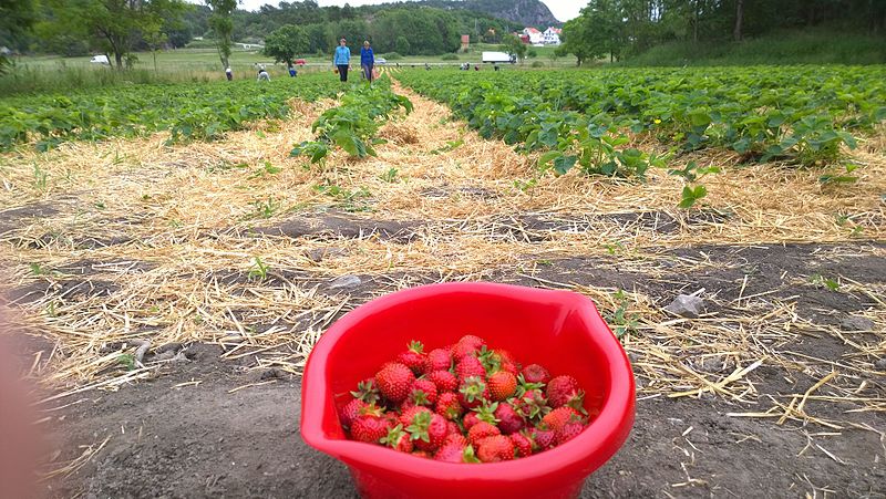 Top Spots for Strawberry Picking in North Georgia